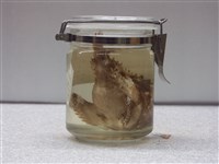 達摩毒鮋藏品圖，第2張